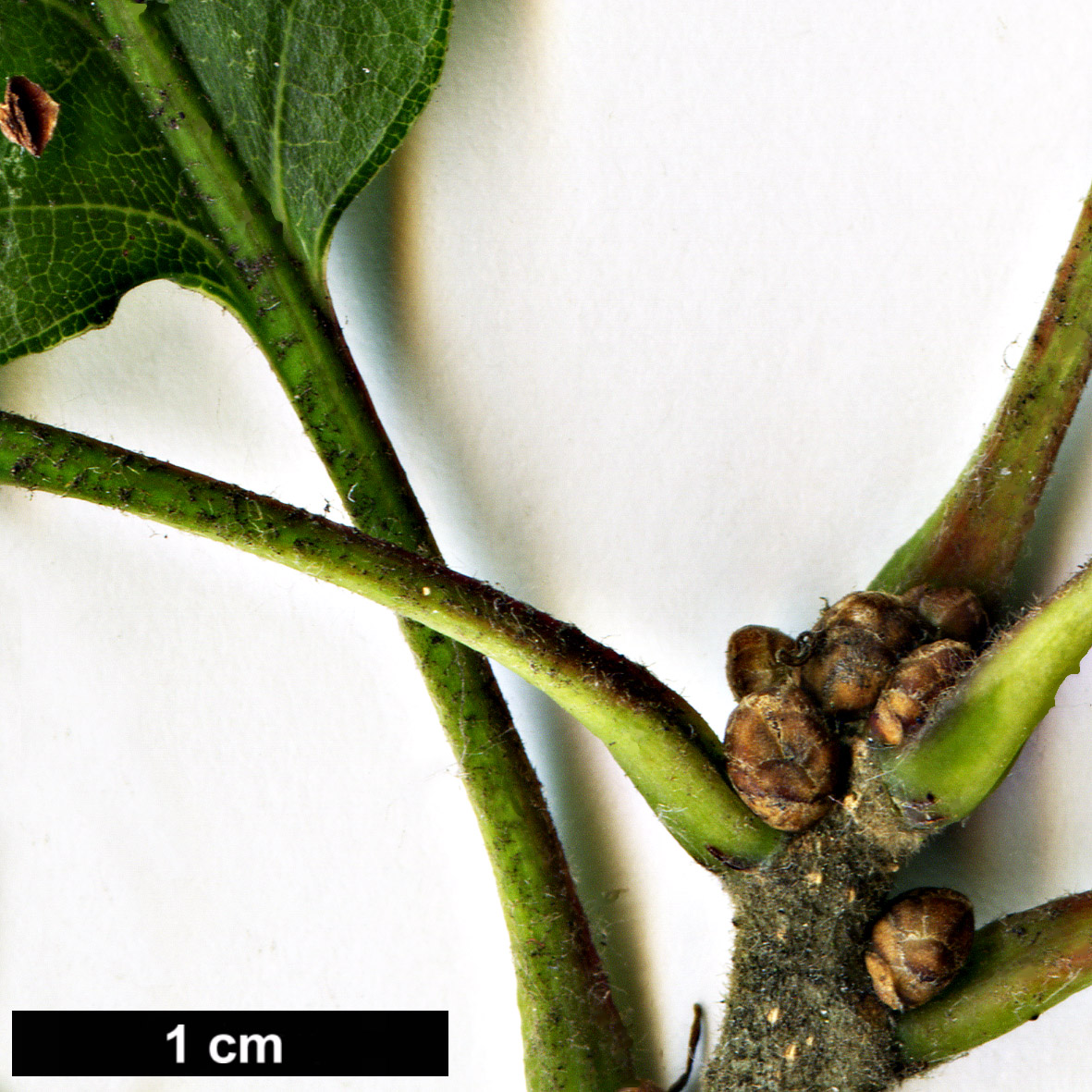 High resolution image: Family: Fagaceae - Genus: Quercus - Taxon: ×streimii  (Q.petraea × Q.pubescens)